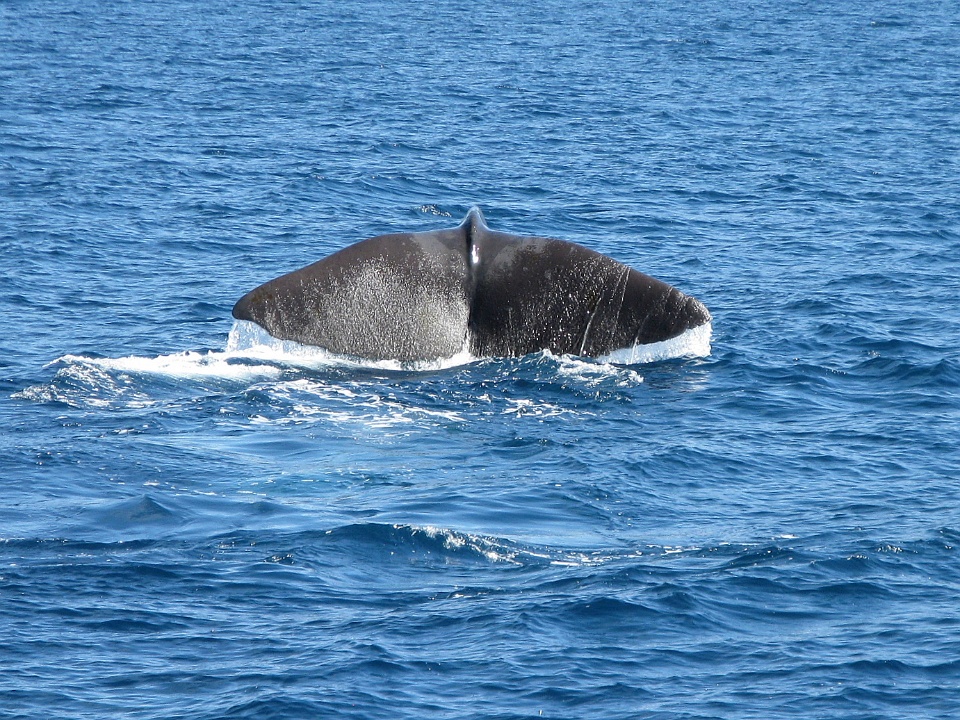 Whale Tail 1